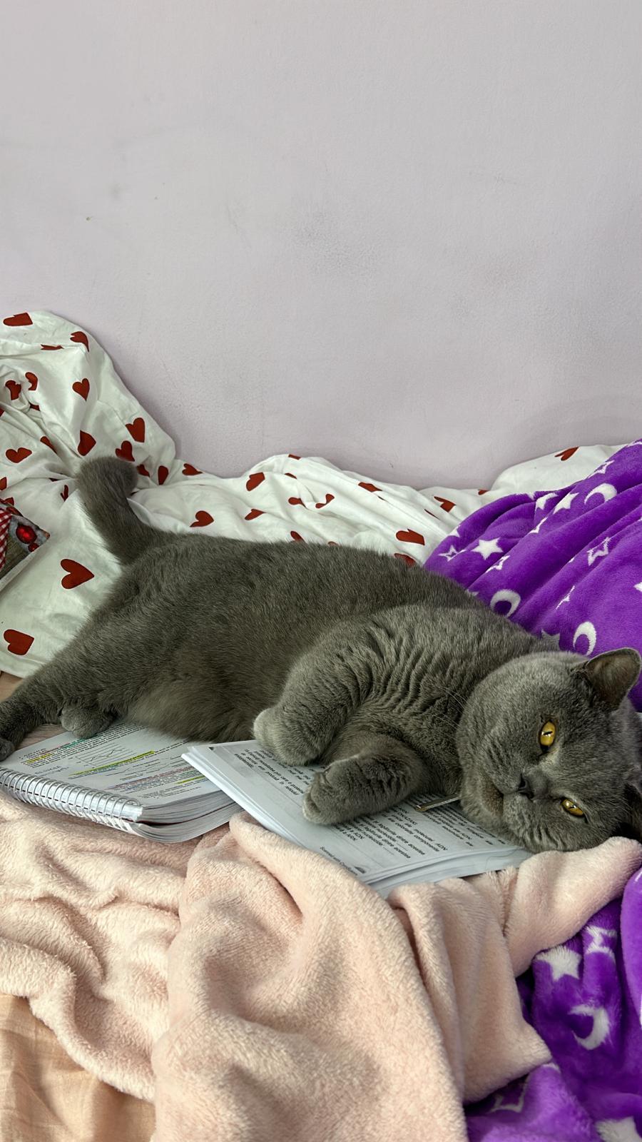 Imagine suplimentară